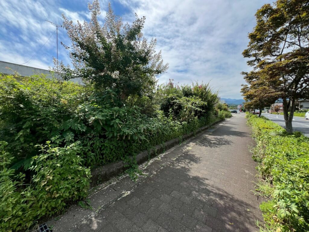 伐採抜根整地工事before