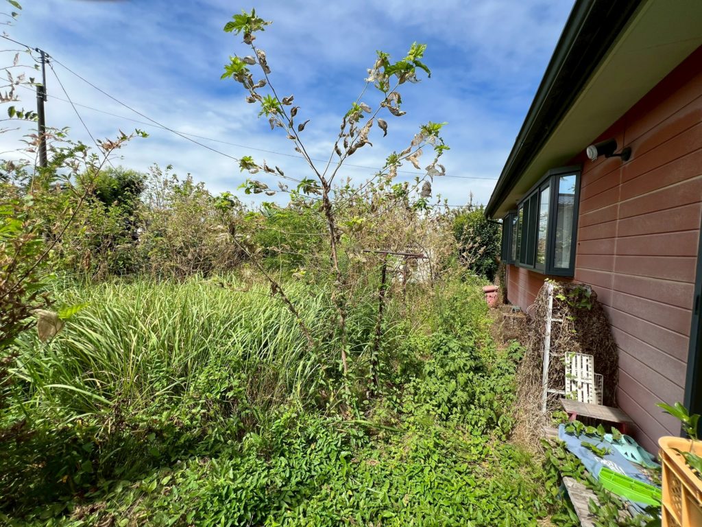 伐採抜根整地工事before